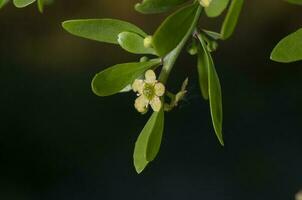 sauvage fleurs dans semi désertique environnement, calden forêt, la la pampa Argentine photo