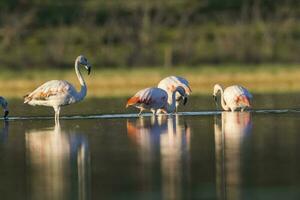 troupeau de flamants roses dans une salé lagune, patagonie, Argentine photo