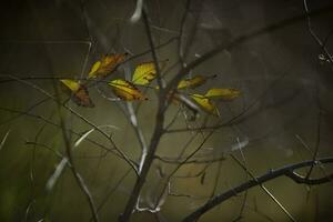 l'automne feuilles dans le forêt, la la pampa province, patagonie, Argentine. photo