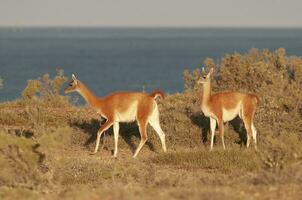 guanaco, lama guanicoe, luro parc, la la pampa province, la pampa, Argentine. photo