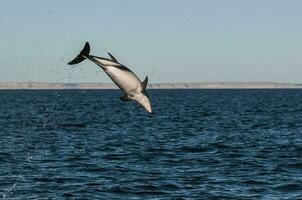 sombre dauphin sauter, péninsule Valdes, Patagonie, Argentine photo