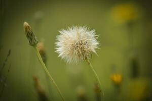 en volant graines, sauvage fleur, patagonie photo