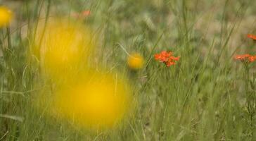 papillon sur une sauvage fleur dans patagonie, Argentine photo