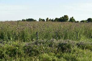 sauvage fleurs et pins, patagonie photo