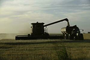 moissonneuse machine, récolte dans le argentin campagne, buenos aires province, Argentine. photo