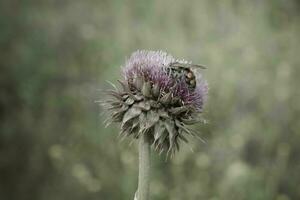 bourdon sur une chardon, patagonie photo