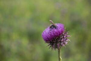 bourdon sur une chardon, patagonie photo