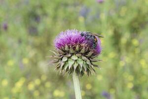 bourdon sur une chardon, patagonie photo