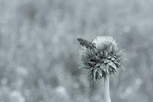 bourdon sur une chardon, patagonie photo