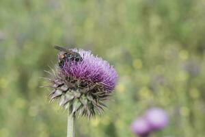 bourdon sur une chardon, patagonie photo