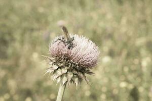 bourdon sur une chardon, patagonie photo