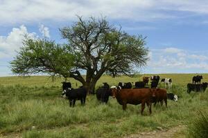 bouvillons nourris sur pâturage, la pampa, Argentine photo