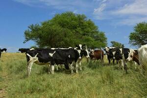 bouvillons nourris sur pâturage, la pampa, Argentine photo