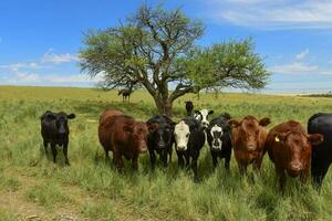 bouvillons nourris sur pâturage, la pampa, Argentine photo