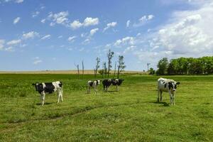 bouvillons nourris sur pâturage, la pampa, Argentine photo