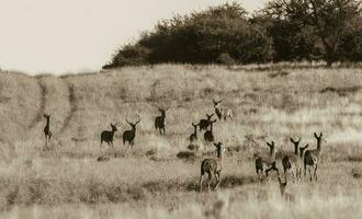 rouge cerf troupeau dans calden forêt, la pampa, Argentine. photo