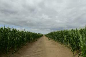 champ de blé dans buenos aires province, Argentine photo