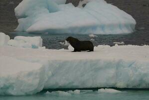 iceberg, glace, sauvage congelé paysage, Antarctique photo