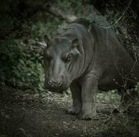 africain hippopotame, Sud Afrique, dans forêt environnement photo