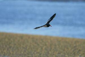 américain huîtrier pie, hématopus palliat, dans vol, en volant dans une patagonien plage environnement, patagonie, Argentine. photo