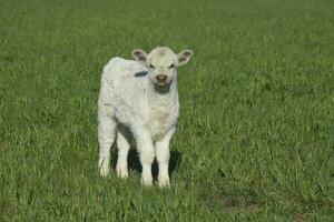 blanc shorthorn veau , dans argentin campagne, la la pampa province, patagonie, Argentine. photo