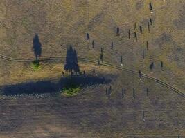 grand échelle Viande production dans Argentine, aérien vue de une lot de vaches photo