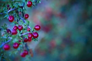 petit rouge sauvage des fruits dans le pampa forêt, patagonie, Argentine photo