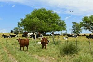 bouvillons nourris sur pâturage, la pampa, Argentine photo