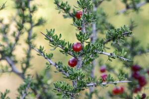 rouge sauvage fruits, appelés piquiline, dans patagonie forêt, Argentine photo