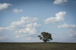 pampa paysage, patagonie , Argentine photo