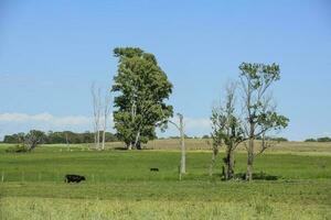 bétail dans argentin campagne, buenos aires province, Argentine. photo