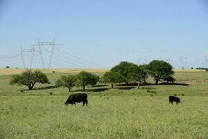 bétail dans argentin campagne, buenos aires province, Argentine. photo