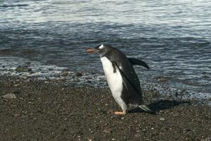 gentoo pingouin, sur un antarctique plage, Neko port,antarctique photo