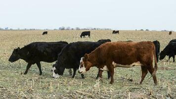 bétail dans argentin campagne, buenos aires province, Argentine. photo