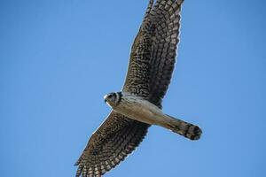 longue ailé harrier dans vol, la la pampa province, patagonie , Argentine photo