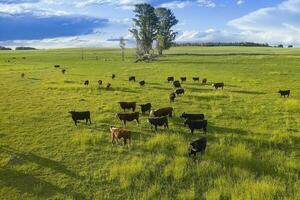 bétail élevage dans pampa campagne, la la pampa province, Argentine. photo