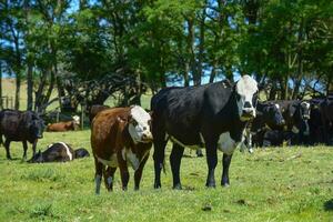 groupe de vaches à la recherche à le caméra, buenos aires province, Argentine photo