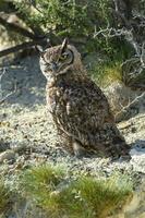 génial cornu hibou, bubon virginien nacurutu, péninsule valdés, patagonie, Argentine. photo