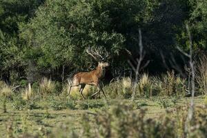 rouge cerf dans calden forêt environnement, la pampa, Argentine, parque luro, la nature réserve photo