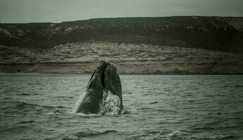 baleine patagonie Argentine photo