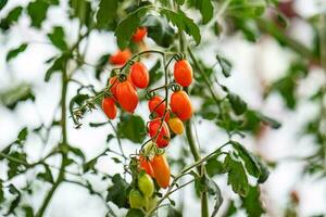 rouge Cerise tomates maturité dans le serre jardin dans da lat, vietnam. photo