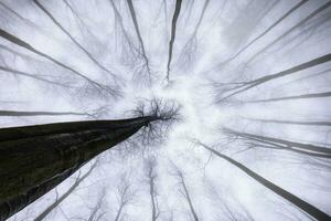 cime des arbres dans printemps photo