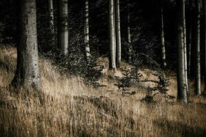 dans le l'automne hêtre forêt photo