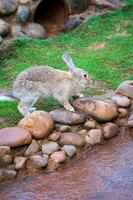 mignonne peu lapin sur vert herbe avec Naturel bokeh comme Contexte pendant printemps photo