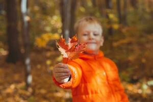 portrait de content enfant garçon dans Orange veste dans l'automne parc donne érable feuilles. tomber saison et les enfants concept. photo