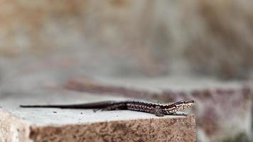 lézard, podarcis muralis portant sur de vieilles briques rustiques dans l'environnement naturel. photo