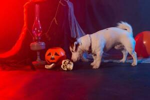 Halloween fête concept. marrant chien et Halloween artificiel crâne photo