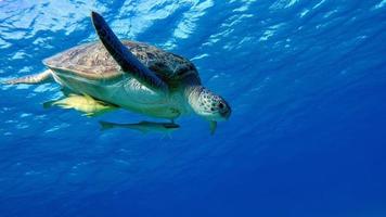 grosse tortue verte sur les récifs de la mer rouge. photo