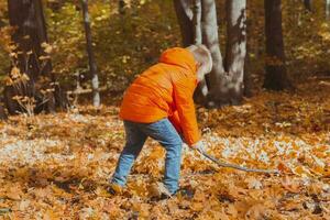 peu garçon jouer avec bâton et déchue feuilles dans forêt sur l'automne journée. tomber saison, enfance et Extérieur Jeux concept. photo