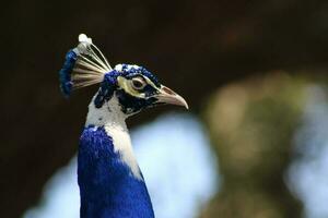 magnifique paon à une oiseau sanctuaire dans Floride photo